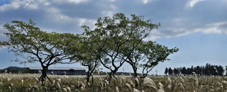 베이커리카페 제주당 앞 억새풍경. 제주 강동삼 기자