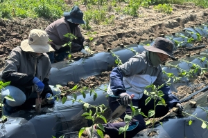 전남도, 공공형 계절 근로 지원사업 확대