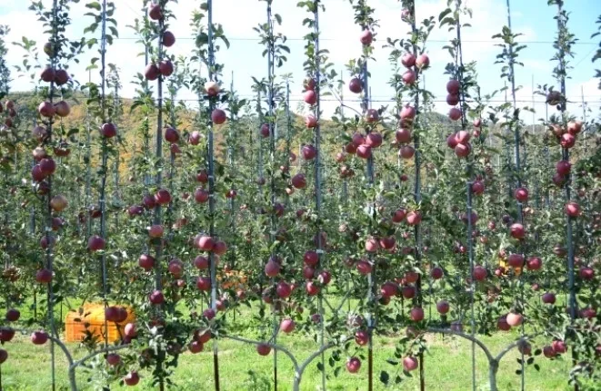 2축형 사과나무로 재배된 경북 영천 한 과원의 모습. 경북도 제공