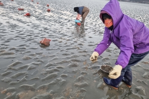 거대한 양식장이 된 바다… 치어 풀자 사라진 물고기 돌아왔다