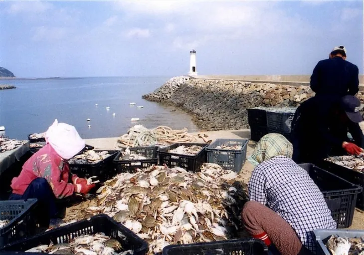 어부들이 잡은 꽃게를 손질하고 있는 모습. [옹진군 제공]