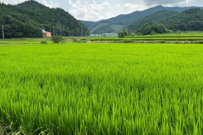 전남도, 친환경농업직불금 185억 지급, 전국 최다