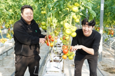 당진 청년창업농 ‘완숙 토마토’ 첫 수확!