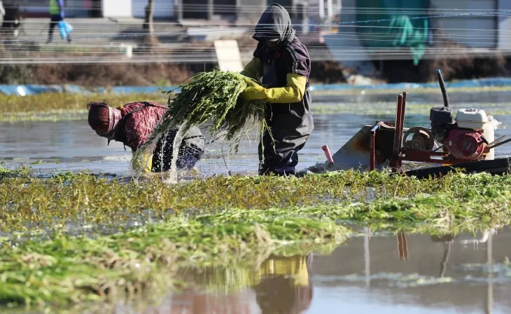 강추위 속 미나리 수확