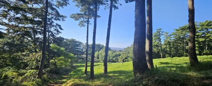 제주시 애월읍 고내봉으로 올라가는 길목에서 만나는 소나무숲. 제주 강동삼 기자