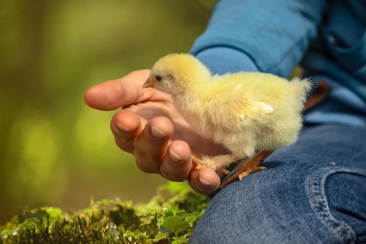 병아리 자료 이미지. 기사와 직접 관련 없음. 픽사베이