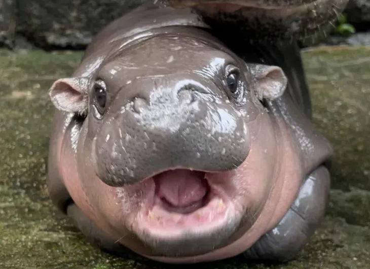 태국의 스타 아기 하마 ‘무뎅’. 페이스북 캡처