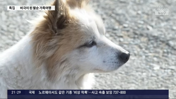 비극으로 끝난 노부부의 팔순 기념 여행…텅 빈 집엔 강아지만 ‘덩그러니’