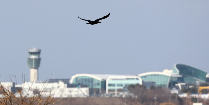 무안공항 인근에서 나는 새