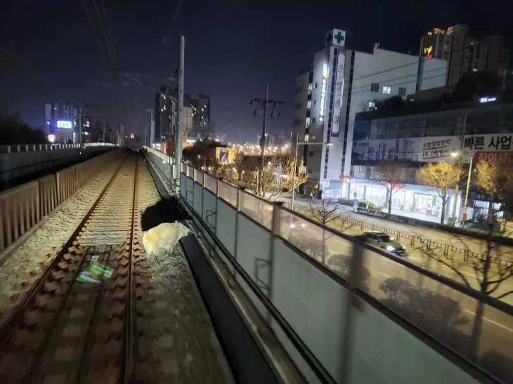 부산 도시철도 선로에 난입한 멧돼지. 부산교통공사 제공