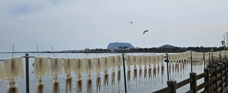 한치를 말리고 있는 종달해변의 오후. 제주 강동삼 기자