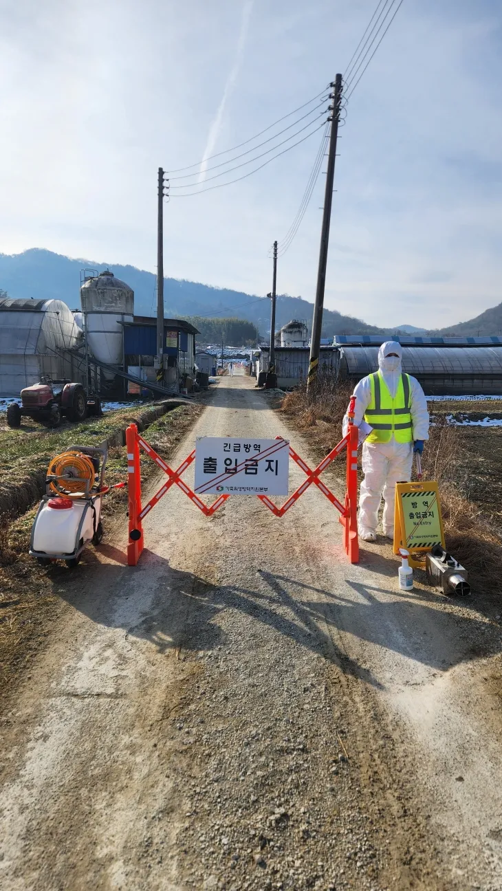 전라남도는 18일 담양 육용오리 농장에서 H5형 조류인플루엔자(AI) 항원이 검출돼 초동방역 조치를 하고 있다.