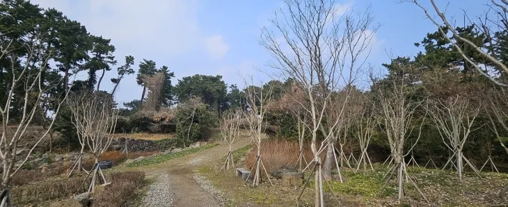 제주공항 인근 해태동산 일대에 20만㎡규모의 제주맞이 숲 공원을 조성하고 있다. 제주 강동삼 기자