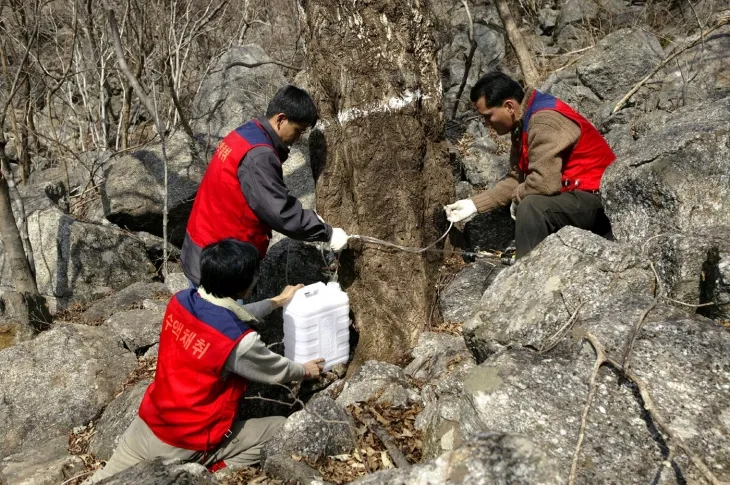 광양 백운산 고로쇠 임가 주민들이 백운산에서 고로쇠 수액을 채취하고 있다.