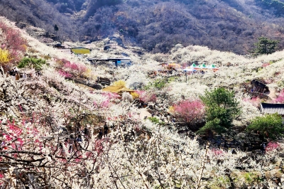 광양매화마을, ‘2025~2026년 한국관광 100선’ 선정 쾌거 …취화선, 다모 촬영 장소