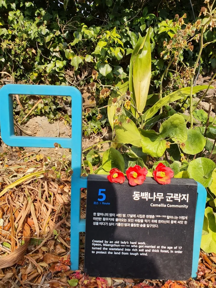 현맹춘 할머니가 바람을 막기 위해 한라산에서 동백 씨앗을 따다가 황무지였던 서귀포시 남원읍 위미리에 뿌려 동백군락지가 됐다. 제주 강동삼 기자