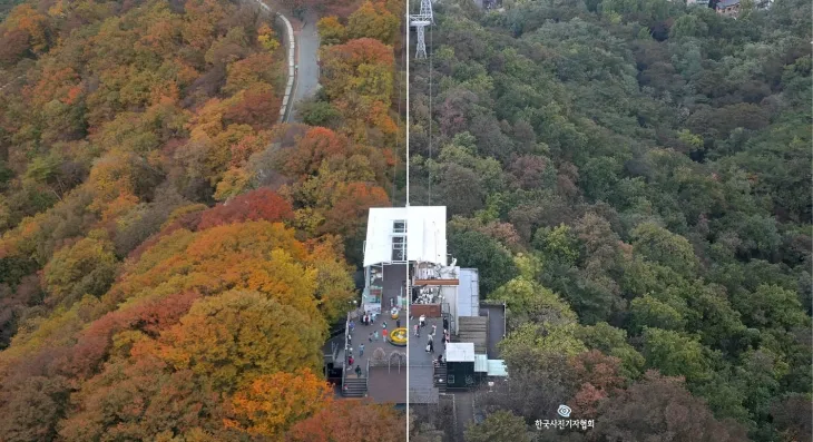 &lt;단풍 잃은 남산&gt; 여름철 폭염, ﻿폭우 등에 노출된 나무들이 가을이 돼도 제때 물들지 못하는 일이 매년 반복적으로 일어나고 있다. ﻿초록빛을 ﻿간직한 ‘초록 단풍’이나 잎이 ﻿시든 ‘마른 단풍’이 뉴노멀이 되고 있다. ‘낙엽 지연’을 겪는 일부 나무는 잎을 떨구지 못한 채 겨울을 맞이한다. 왼쪽은 2016년 10월 21일 서울 남산타워에서 바라본 남산, 오른쪽은 지난 23일 같은 곳에서 촬영한 남산. 울긋불긋했던 8년 전 가을산을 보는 일이 점점 더 어려워지고 있다. 안주영 전문기자