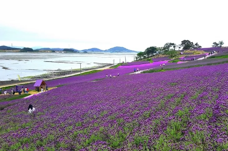 신안군 ‘퍼플섬’ 전경