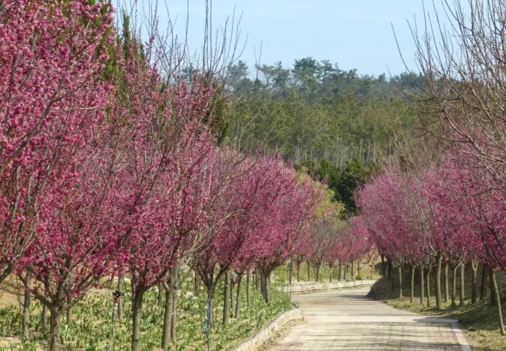 신안군 임자도 홍매화정원. 신안군 제공