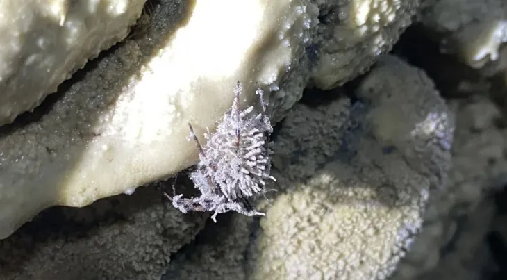 기벨룰라 아텐보로이 곰팡이로 뒤덮인 동굴 거미. 팀 포그