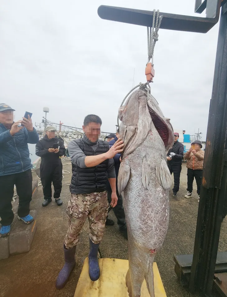 제주 해역에서 지난 16일 낚시로 잡힌 몸길이 183㎝의 초대형 돗돔. 독자 제공