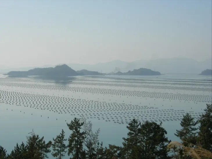 전남 진도군 의신면 김양식장. 진도군 제공