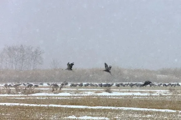 순천만 겨울 철새 모습