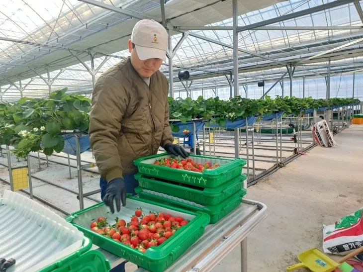 순천시 승주읍에 거주하는 청년농이 내재해형 스마트온실에서 직접 작물을 재배하고 있다.