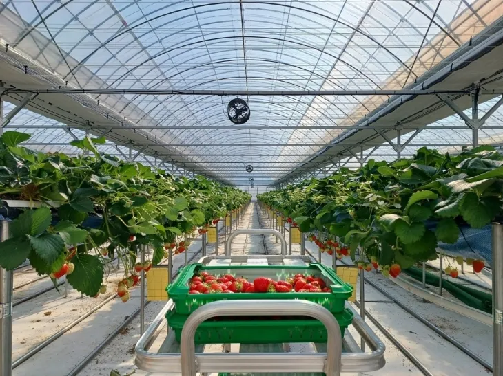 순천시 승주읍에 위치한 내재해형 스마트온실 내부 모습
