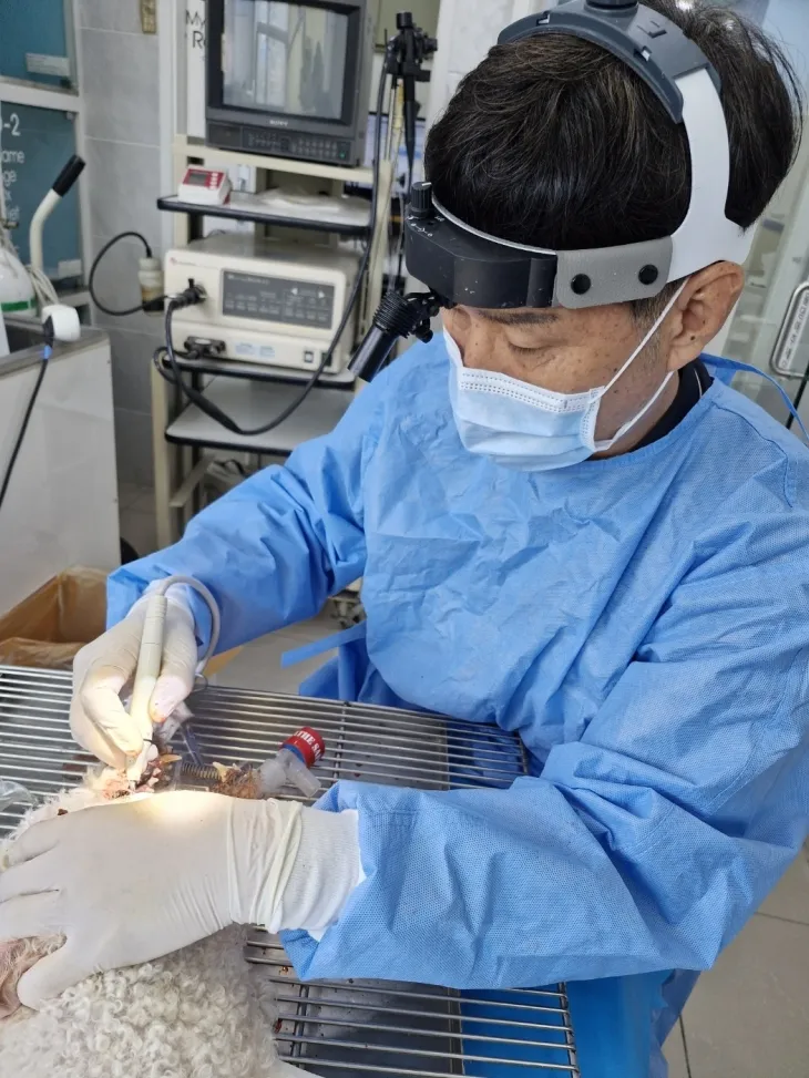 동물병원에서 반려동물이 진료받고 있는 모습. 구로구 제공