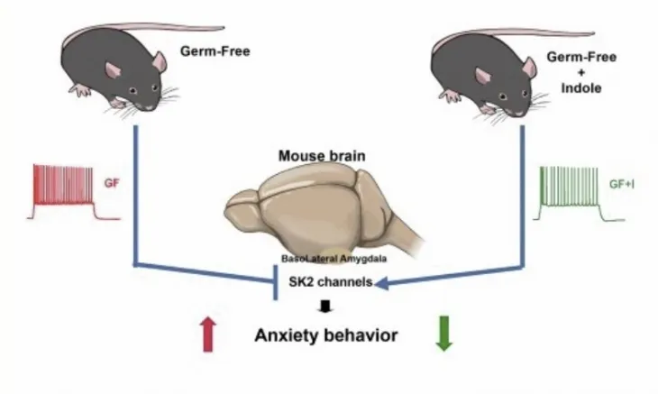 장내 미생물에 의해 생성되는 ‘인돌’의 불안 감소 기능이 쥐 실험을 통해 확인됐다. ‘EMBO 분자의학’ 캡처