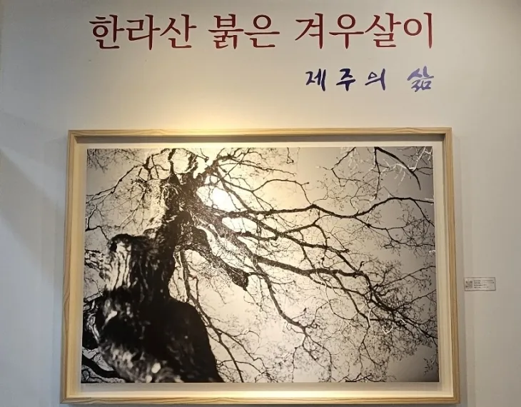 제주 강동삼 기자