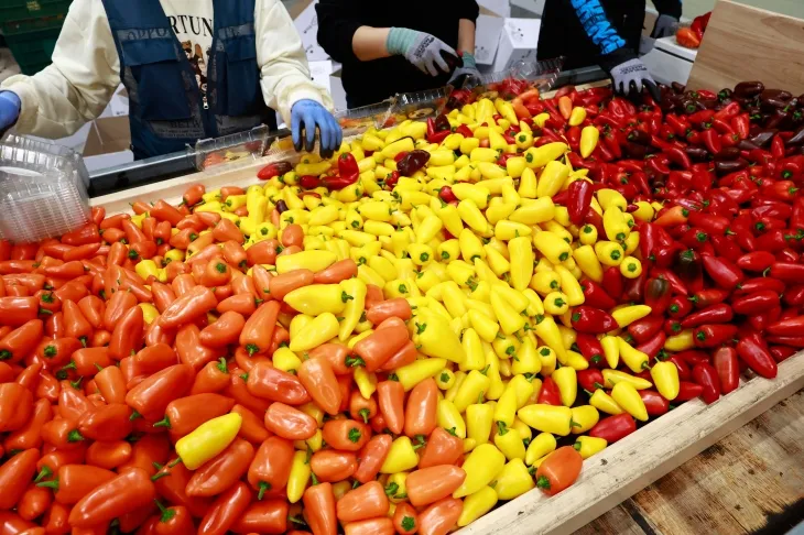 지난해 중국에 수출한 전남 화순군 도곡파프리카영농조합법인의 미니파프리카. 화순군 제공