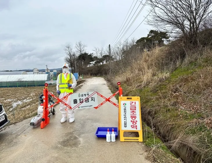 전남도가 5일 영광 대마면의 한 육용오리 농장에서 조류인플루엔자(AI) 항원이 검출돼 방역 조치를 하고 있다.