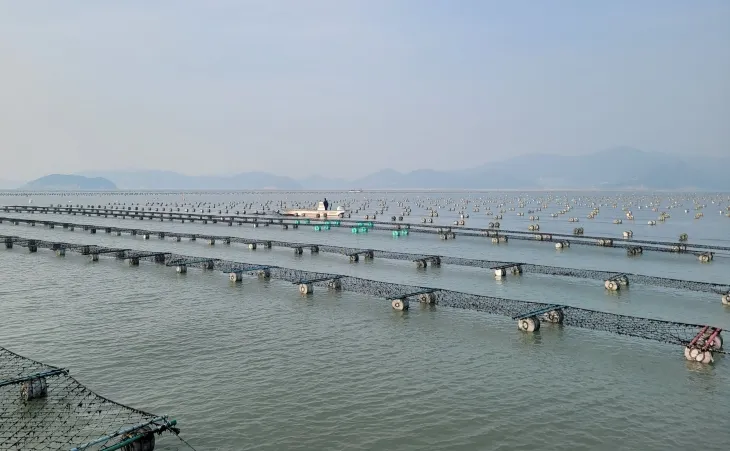 고수익을 올리고 있는 진도 해역의 김 양식장