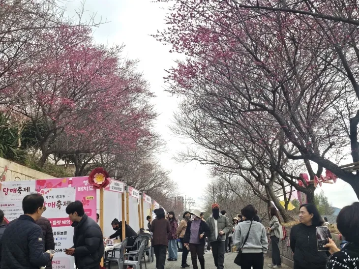 지난 8일 개막한 순천의 매곡동 탐매축제장에 시민들이 찾아와 봄 정취를 느끼고 있다.