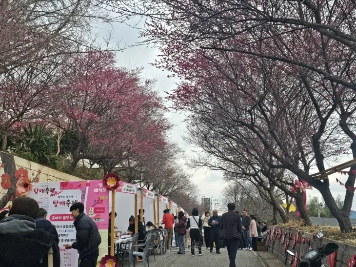 지난 8일 개막한 순천의 매곡동 탐매축제장에 시민들이 찾아와 봄 정취를 느끼고 있다.