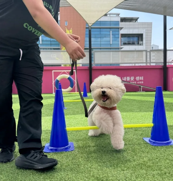 서울 서대문구가 ‘2025 취약계층 우리동네 동물병원 사업’을 실시한다. 사진은 반려동물 문화센터인 ‘서대문 내품애(愛)센터’ 옥상 놀이터 모습. 서대문구 제공