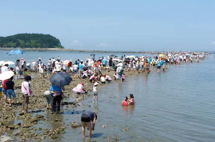 무창포해수욕장과 석대도 사이 1.5㎞ 구간에 펼쳐진 신비의 바닷길. 보령시 제공
