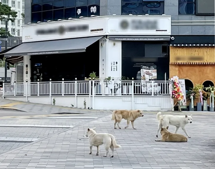 인천 검단신도시 내 배회하는 들개 무리. 연합뉴스