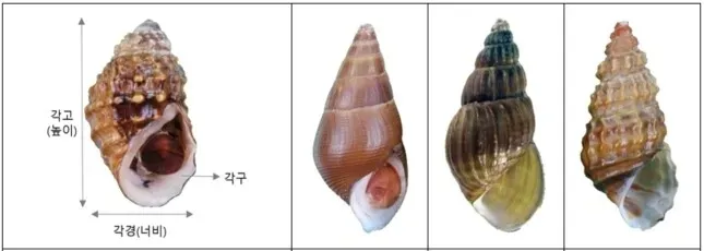 왼쪽부터 염주알다슬기, 다슬기, 주름다슬기, 곳체다슬기. 국립생물자원관 제공