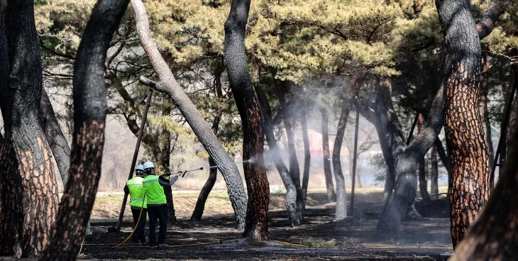 경북 안동시 임하면 개호송 숲 일부가 산불에 피해를 본 가운데 수목치료업체에서 까맣게 탄 소나무를 세척하고 있다. 안동 연합뉴스