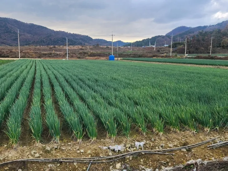 전라남도가 농협 하나로마트에서 대파 할인 행사를 하고 있다.