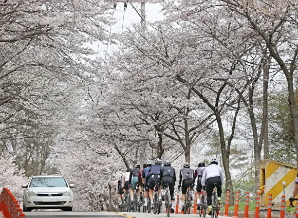 옥정호 벚꽃터널. 전국 아름다운 길 100선으로 유명하다.