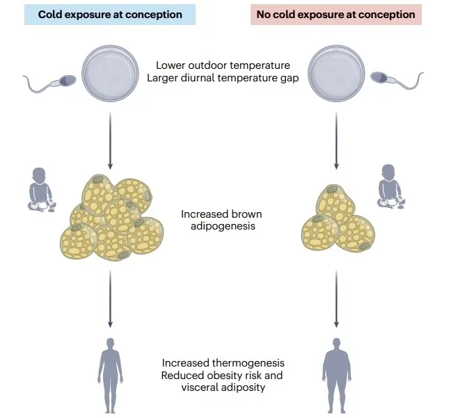 부모가 자녀를 잉태할 때 추위와 큰 일교차에 노출되면, 후생 유전학적 영향이 자녀에게 미쳐 건강에 좋은 갈색 지방 조직(BAT:brown adipose tissue )이 활발하게 작동, 에너지 소비와 열 발생이 증가하면서 체질량지수(BMI)가 낮아지고 내장비만이 감소하는 것으로 나타났다. Nature Metabolism, Takeshi Yoneshiro et al. 제공