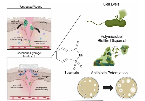 사카린이 내성 박테리아의 세포막을 터뜨리는 사카린. 엠보 분자의학