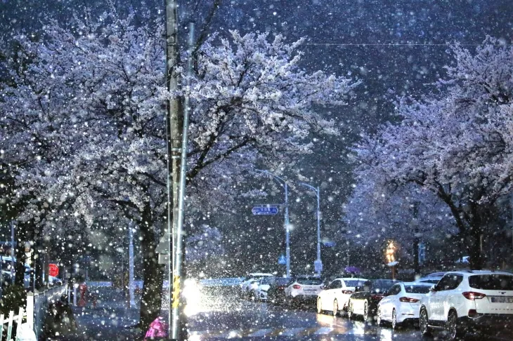 벚꽃과 눈꽃… 오늘도 강풍에 눈비