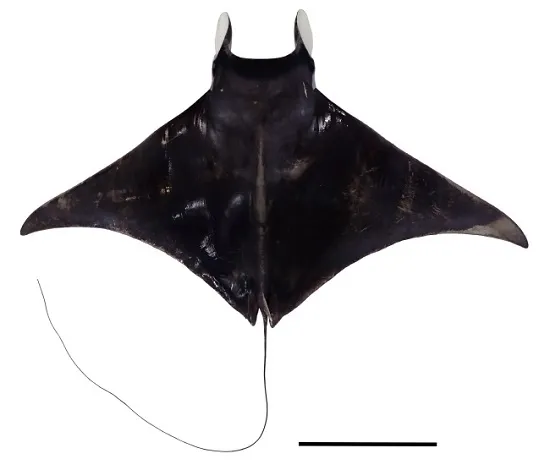 국립호남권생물자원관이 전남 영광해역에서 잡힌 대형 쥐가오리를 표본으로 제작했다. 국립호남권생물자원관 제공