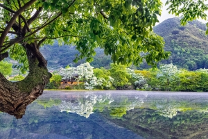 형형색색 꽃의 향연, 경남 매력 찍어‘봄’