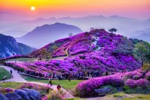 합천, 봄꽃 명소 앞세워 한 폭 그림 완성